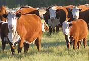Harrell Hereford cows and calves.