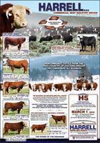 2008 Harrell Bull Round Up Reference Dams :: click to view as JPG image :: 300 kb.