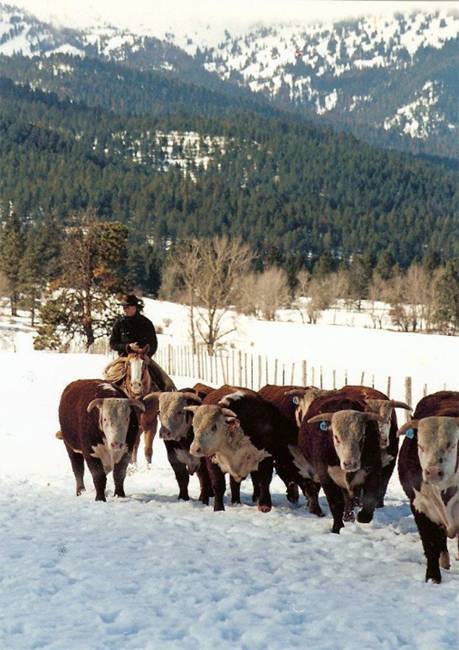 Harrell Herd bulls : click for full image.