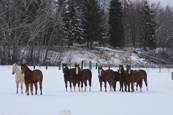 Harrell Horses