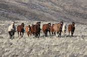 Harrell Horses