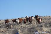 Harrell Horses