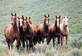 Harrell Horses