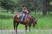 Harrell Horses
