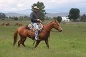 Harrell Horses