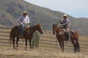 Harrell Horses