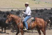 Harrell Horses