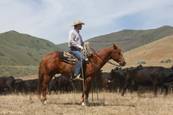 Harrell Horses