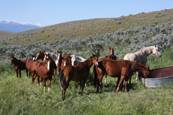 Harrell Horses