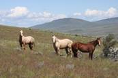 Harrell Horses