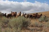 Harrell Horses