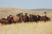 Harrell Horses