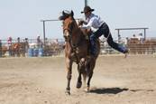 Harrell Horses