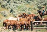 Harrell Horses