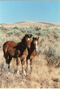 Harrell Horses