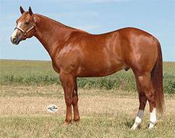 RR Frenchmans Bully