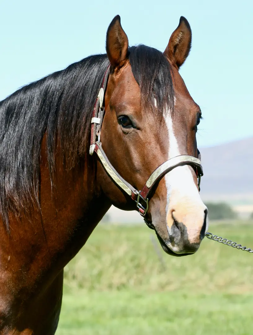 French Irish Spade