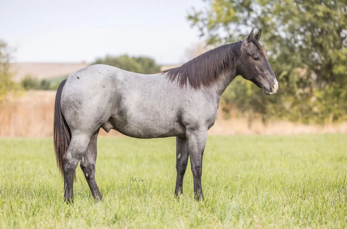 JR STALLION