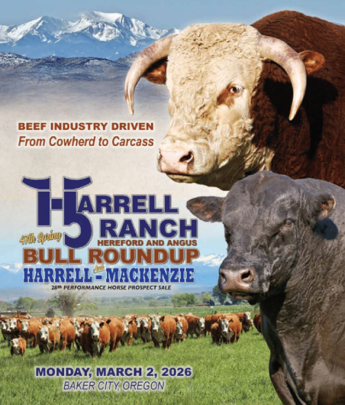 bull sale catalog