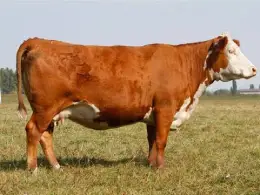 1019