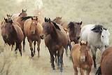Horses : click to see full image.