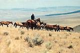 Trailing horses home from the high country. click to enlarge