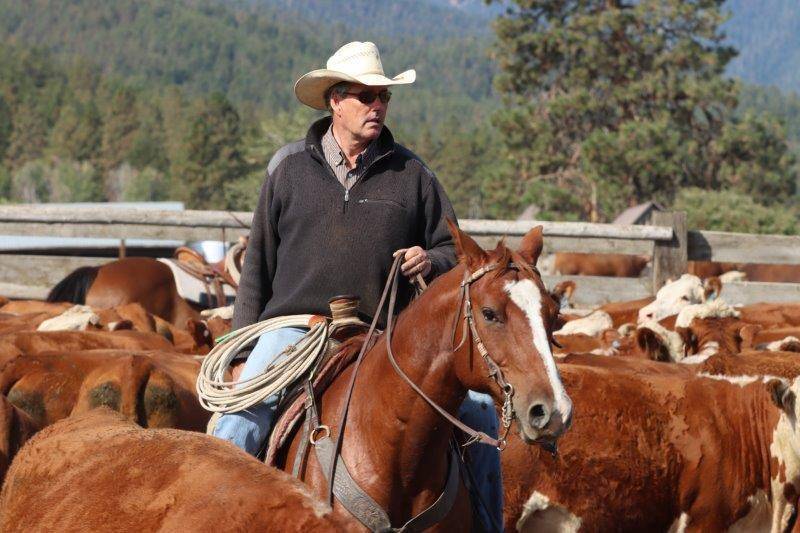 Harrell Hereford Ranch :: Performance Cattle from the High Country of  Eastern Oregon